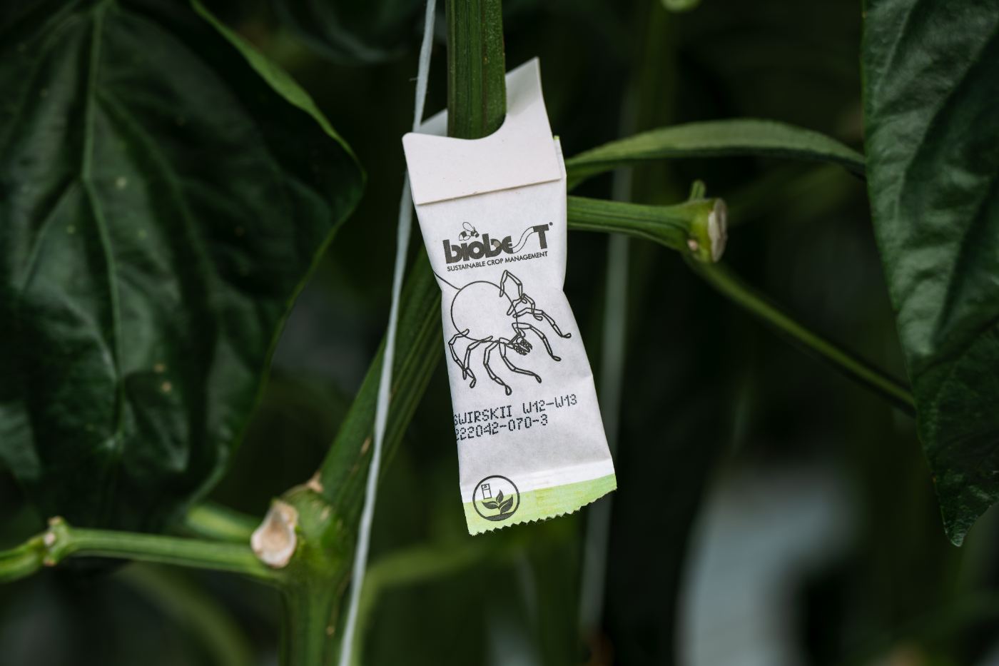 Beneficial insects
