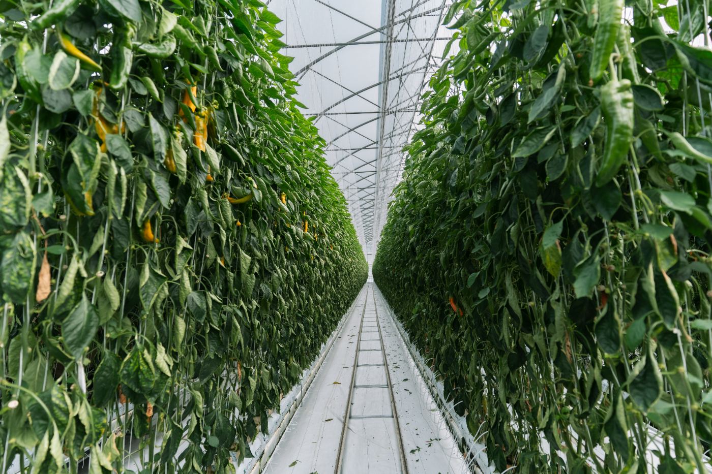 Greenhouse