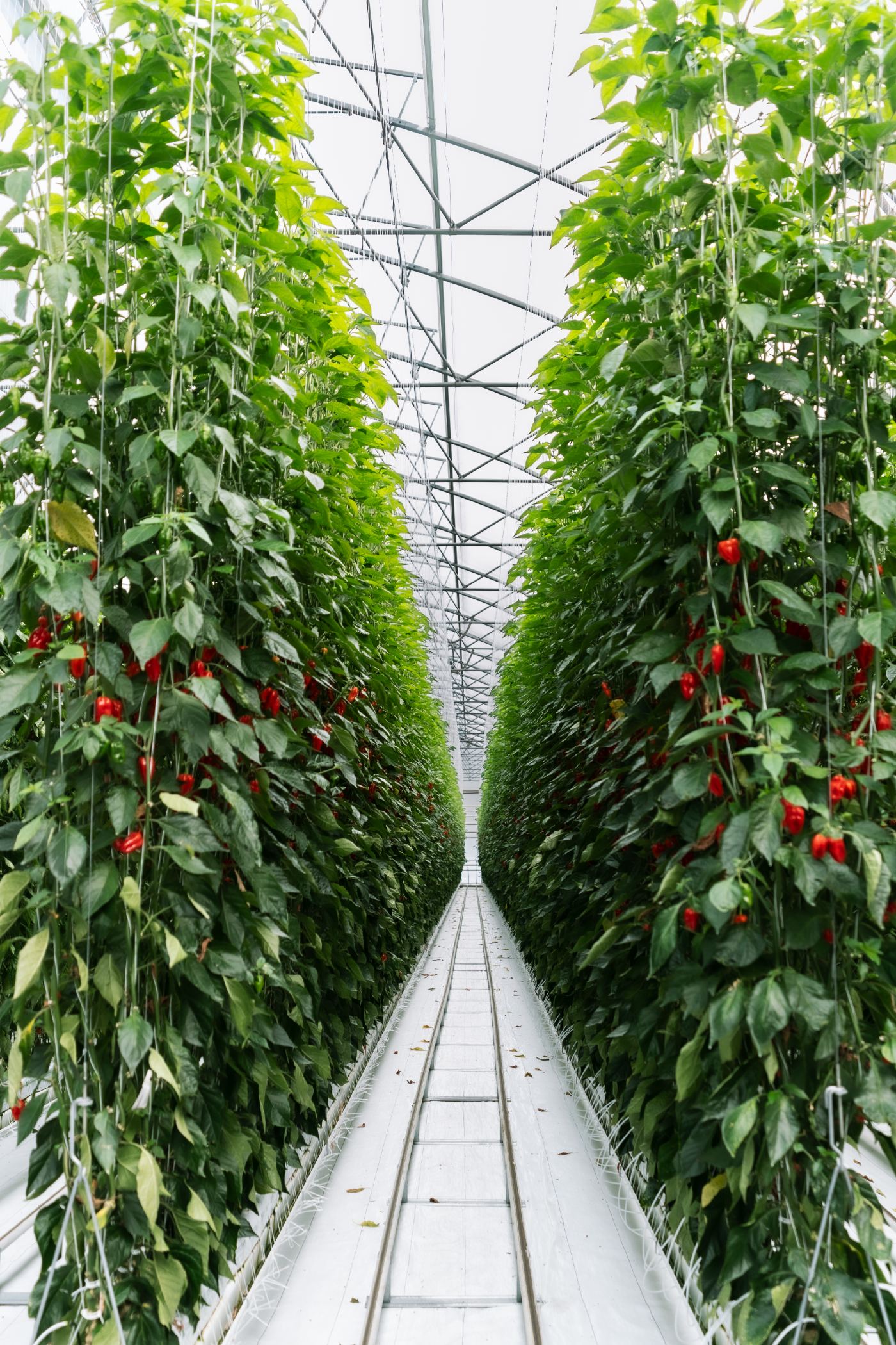 Greenhouse interior