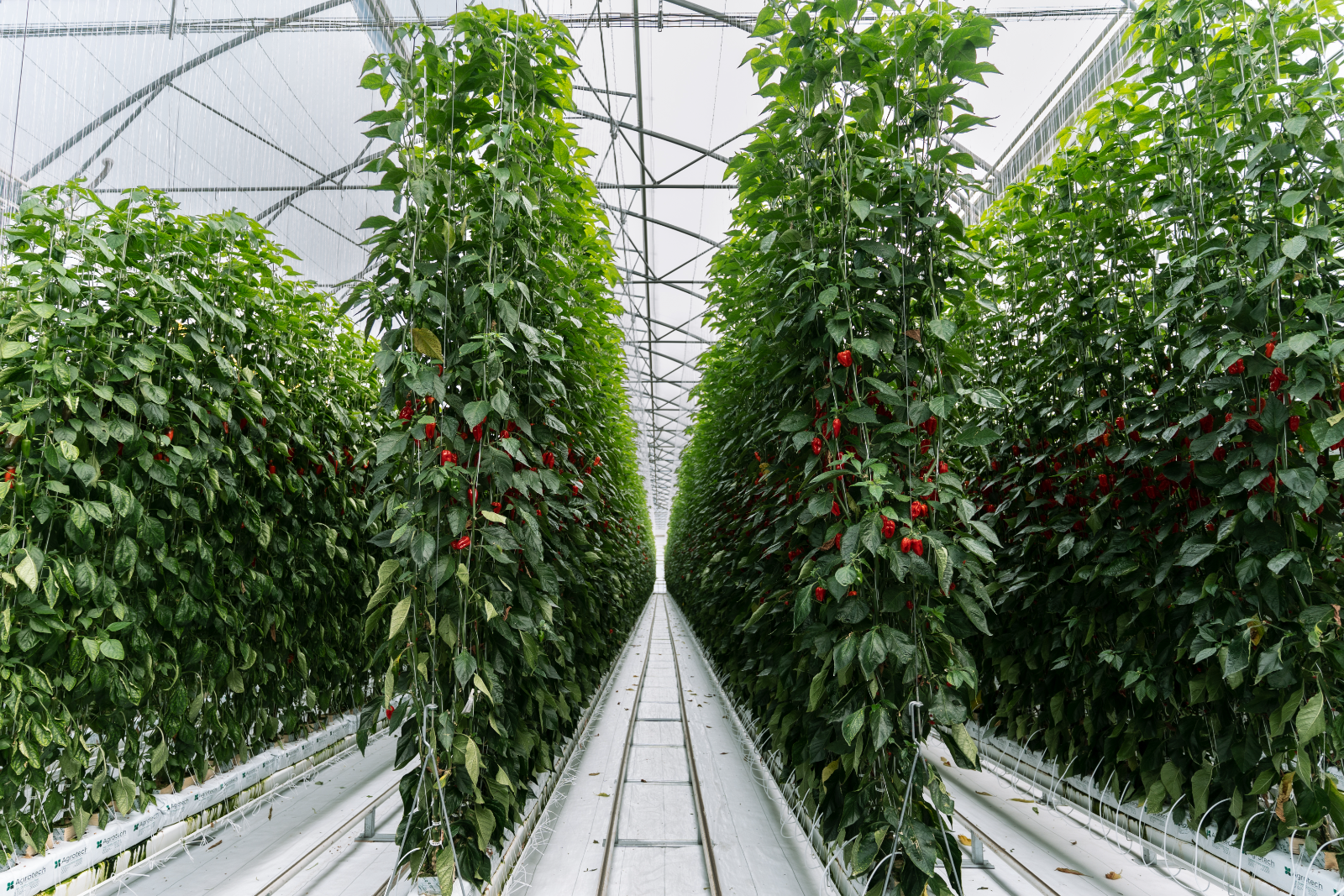 Greenhouse facility
