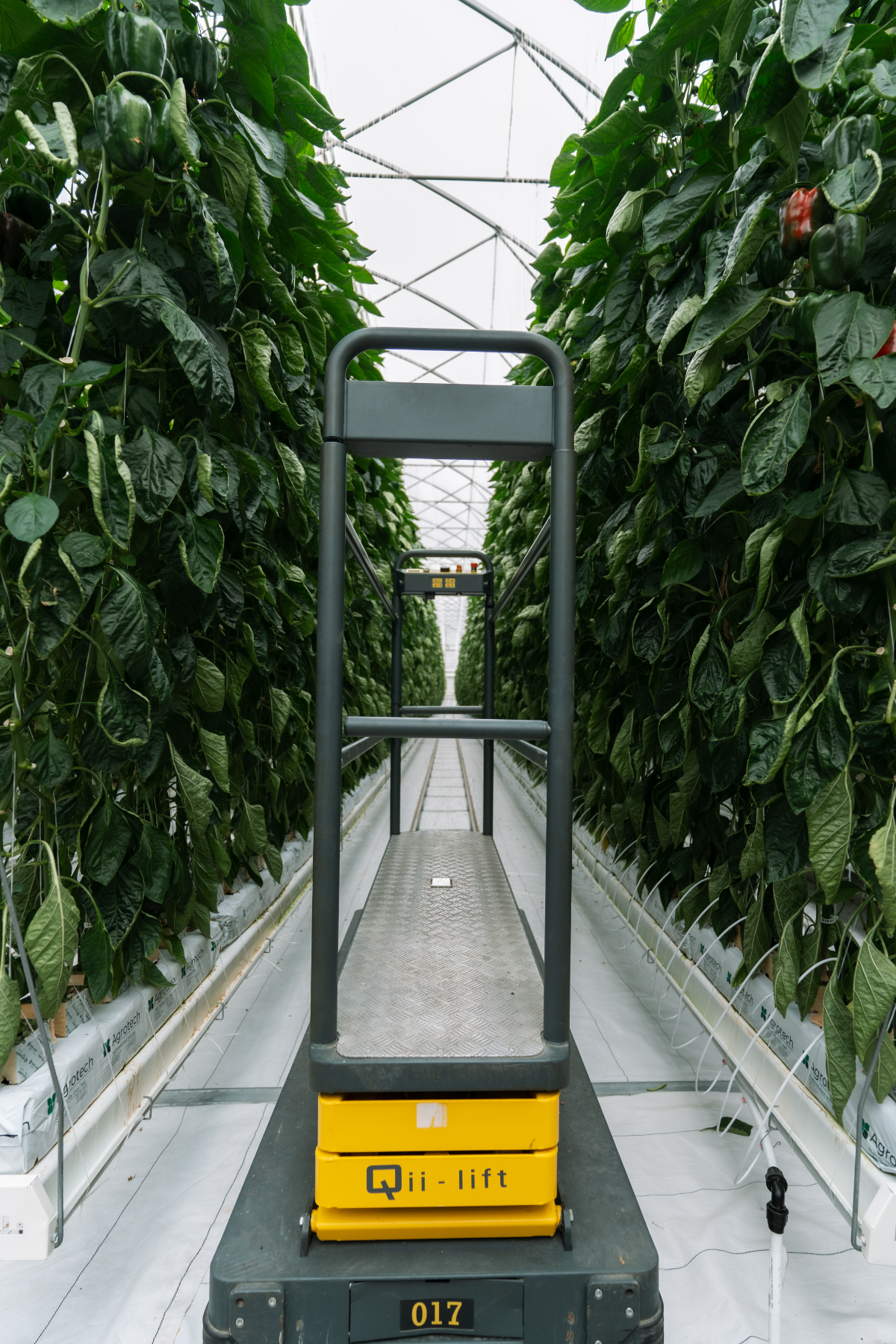 Greenhouse interior