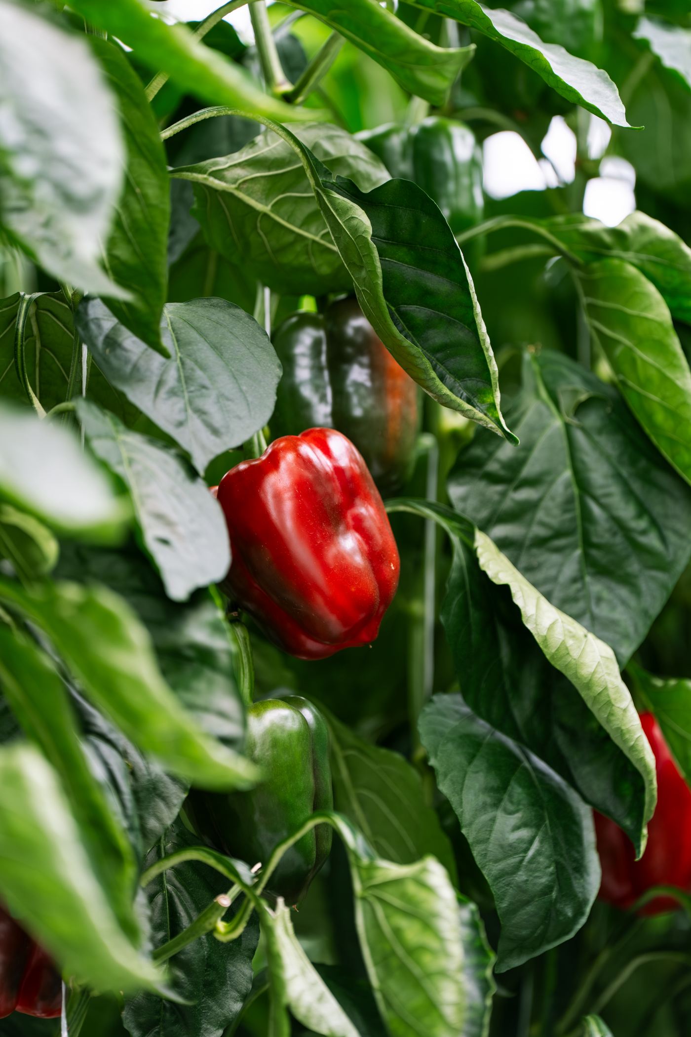 Produce packing